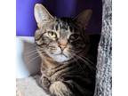Adopt Clarke a Brown Tabby Domestic Shorthair / Mixed Breed (Medium) / Mixed