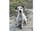 Adopt Naomi a White - with Tan, Yellow or Fawn Beagle / Patterdale Terrier (Fell