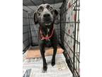 Adopt Artemis a Black Mixed Breed (Small) / Mixed Breed (Medium) / Mixed (short