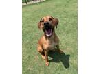 Teddy Hound (Unknown Type) Adult Male