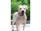 Adopt RAVEN a Boxer / American Pit Bull Terrier / Mixed dog in Norwich