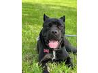 Adopt Shakira a Black Cane Corso / Mixed dog in Pattison, TX (41018636)