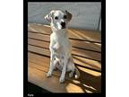 Kate Beagle Adult Female