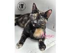 Adopt Rose AND Luv Bug a Tortoiseshell Domestic Shorthair / Mixed (short coat)
