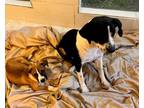 Adopt PANDA a Black - with White Pointer / Mixed dog in Ventura, CA (40754185)