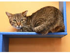Adopt Clover a Brown Tabby Domestic Shorthair / Mixed Breed (Medium) / Mixed