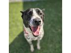 Adopt Emma a Brown/Chocolate - with White Pointer / Mixed dog in Vancouver