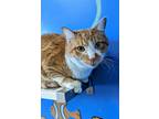 Adopt Jake a Orange or Red Domestic Shorthair / Mixed Breed (Medium) / Mixed