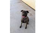 Adopt Sierra Rose a Brown/Chocolate Blue Lacy/Texas Lacy / Mixed dog in