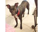 Adopt Sweet Pea a Black - with White Black and Tan Coonhound / American Pit Bull