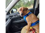 Adopt Honey a Red/Golden/Orange/Chestnut - with White Rhodesian Ridgeback /