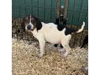 Adopt Teeter a Tricolor (Tan/Brown & Black & White) Beagle / Mixed Breed