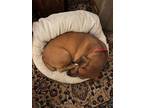 Adopt Josh a Tan/Yellow/Fawn Dachshund / Basset Hound / Mixed dog in West