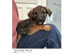 Adopt Olive a Red/Golden/Orange/Chestnut - with Black German Shepherd Dog /