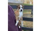 Adopt Tessa a Tricolor (Tan/Brown & Black & White) Boxer / Mixed Breed (Medium)