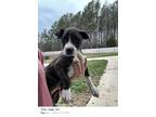 Adopt Thor a Brindle - with White Boxer / Mixed Breed (Medium) / Mixed dog in
