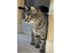 Adopt Marian a Brown Tabby American Shorthair (short coat) cat in Lakeland