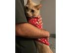 Adopt Kahlua a Tan or Fawn Tabby American Shorthair (short coat) cat in