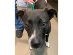 Adopt Charlie Brown 57837 a Black - with White Australian Cattle Dog / Labrador