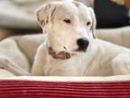 Adopt Addie a White - with Gray or Silver Labrador Retriever / Pointer / Mixed