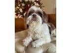 Adopt Amy a White - with Gray or Silver Shih Tzu / Mixed dog in Spring Lake