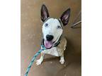 Adopt Zorro a Australian Cattle Dog / American Pit Bull Terrier / Mixed dog in