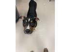 Adopt Chance (In-Foster) a American Pit Bull Terrier / Mixed dog in Vineland