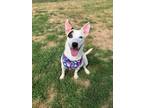 Adopt Zoey a White - with Black American Staffordshire Terrier / Husky / Mixed