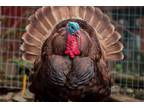 Adopt Frank a Turkey bird in Monroe, WA (41016288)