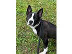 Adopt Brinley a Bull Terrier / Mixed dog in Benton, AR (40959578)