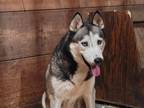 Adopt Serenity a Siberian Husky / Mixed dog in Sun Prairie, WI (40257903)