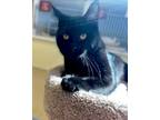 Adopt Licorice a Domestic Shorthair / Mixed (short coat) cat in Tiffin