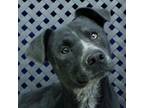 Adopt Merritt a Australian Cattle Dog / Mixed dog in Midland, TX (40534048)