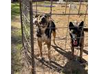 Adopt Jack a Border Collie / Shepherd (Unknown Type) / Mixed dog in Austin