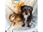 Adopt Sakura a Black - with Gray or Silver Dachshund / Terrier (Unknown Type