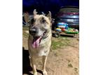 Adopt Chase a Tan/Yellow/Fawn - with Black Belgian Malinois / German Shepherd