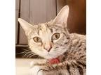 Adopt Baby a Calico or Dilute Calico Calico (short coat) cat in Bertram