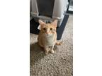 Adopt Orville a Orange or Red Tabby Domestic Shorthair / Mixed (short coat) cat