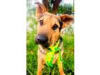 Adopt ALF a Tan/Yellow/Fawn - with Black Shar Pei / Mixed dog in Pasadena