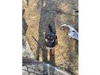 Adopt Dobi a Black - with Brown, Red, Golden, Orange or Chestnut German Shepherd