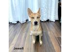 Adopt Jewell a Brindle Alaskan Klee Kai / Mixed Breed (Medium) / Mixed (short