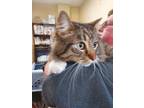 Adopt Yogi a Brown Tabby Domestic Longhair / Mixed Breed (Medium) / Mixed (short