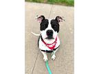 Adopt Kugel a American Staffordshire Terrier / Mixed dog in Lansing