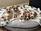 Adopt Christmas Puppy Litter a Tricolor (Tan/Brown & Black & White) Terrier