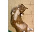 Adopt GeeBee a Orange or Red Tabby Domestic Shorthair (short coat) cat in