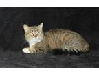 Adopt Chili - 39232 a Brown Tabby Domestic Shorthair / Mixed (short coat) cat in