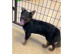 Adopt Zero a Australian Shepherd / Mixed dog in Heber, UT (41014563)