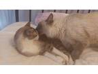 Adopt Willy a Gray, Blue or Silver Tabby Siamese (short coat) cat in Austin