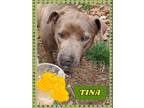 Adopt Tina a Brindle Pit Bull Terrier / Mixed dog in Locust Grove, VA (41013873)