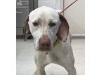 Adopt Jessie a Tricolor (Tan/Brown & Black & White) English Pointer / Mixed dog